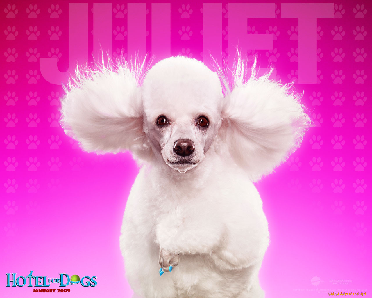 hotel, for, dogs, , 